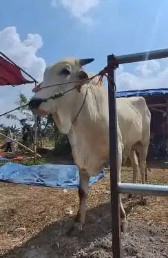 sapi jawa super 500kiloanUP tinggi jumbo siap kurban premium 2025 puas