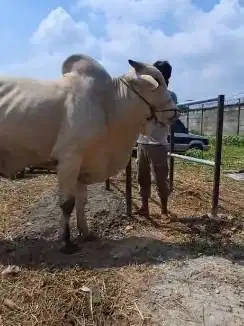 sapi PO jawaan 500kiloanUP tinggi jumbo siap kurban premium 2025 puas