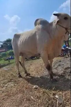 sapi putih jawaan 500kiloanUP siap sapi kurban premium 2025 tinggi top
