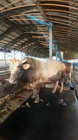 SAPI BALI MURAH 2025