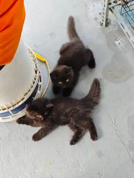 Anakan kucing mencoon dengan himalaya