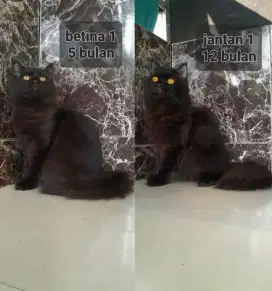 Jantan dan betina badan super bigbon