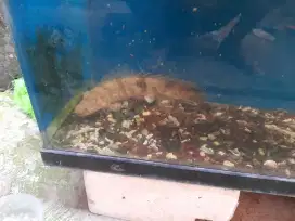 Ikan chana Maru Riau mata merah dan ikan Palmas  besar