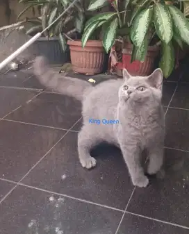Kucing British Shorthair BSH Blue Solid Jantan 4 bulan Parent Ped