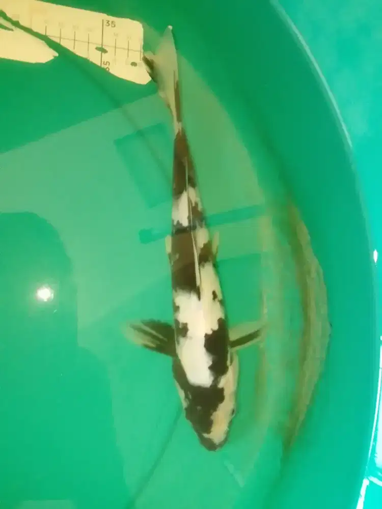 Ikan koi jenis SHIRO 27cm