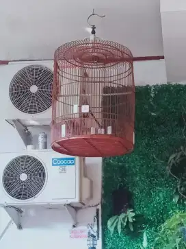 Kandang murai g ad tebok