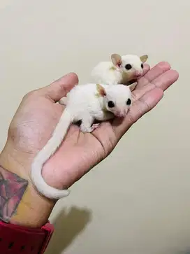 sugar glider / Tupai terbang