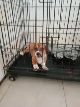 Corgi mix kosongan