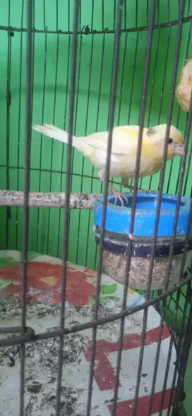 Burung Kenari loper