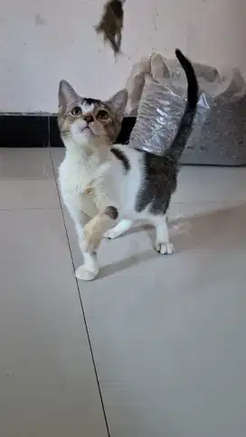 Lepas Adopsi Kucing Scottish
