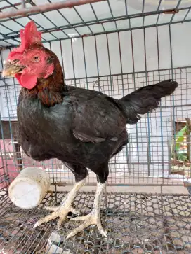 Jual biang lembe