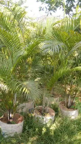 Pohon palem kuning