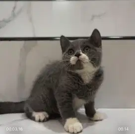 Open adop kitten BSH solid blue