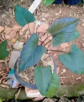 Pohon hias homilia