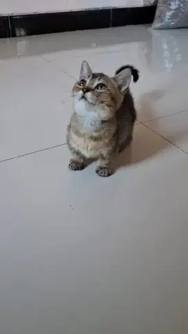 Lepas adopt kitten