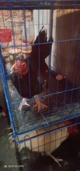 ayam betina bangkok klasik