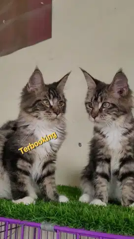 Mainecoon Betina line Import double ped rusia