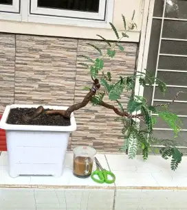 Bonsai asem Jawa cascade