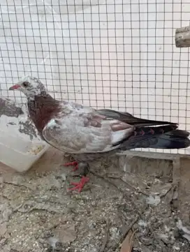 Burung dara merpati piyikan udah makan mandiri
