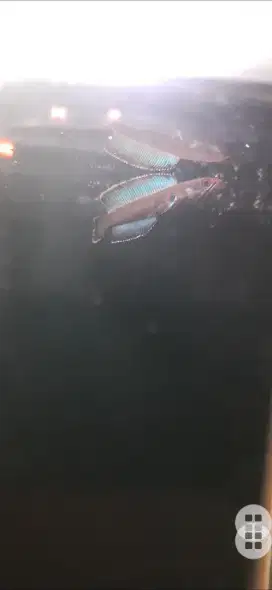 Chana androu biru