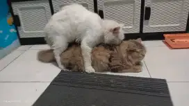 Kucing Persia flatnose betina gemoy selesai pacak