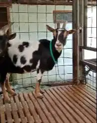 sepasang indukan kambing mini pygmi 1-2 tahunan TB 40cm siap koleksian