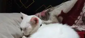 Lepas adop anakan himalaya betina