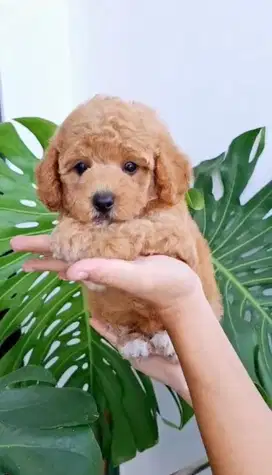Toy Poodle Stambum