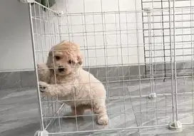 Tiny Poodle Stambum