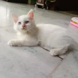 Anak kucing Persia