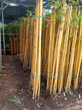 bambu panda dan tanamqn hias