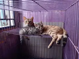 Kucing short hair