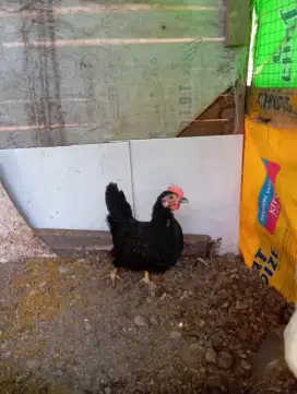 Ayam Kate Mini Gemoy