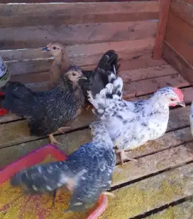 Ayam Kate Mini Gemoy