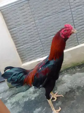 Ayam jago bangkok