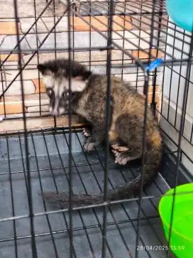 Dijual Musang Pandan 3,5 Bulan