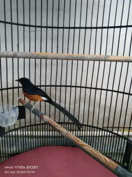Murai batu pastol