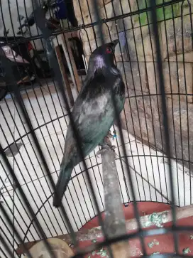 Burung Camperling burja