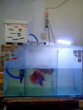 JUAL IKAN LOUHAN JENONG BERES TAWURAN PLUS AQUARIUM LENGKAP