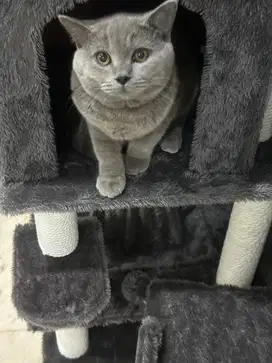kucing british shorth hair