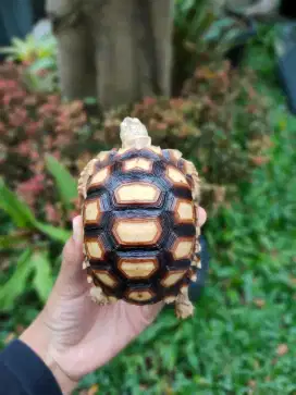sulcata 9-9,5 cm makan rakus lincah