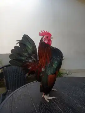 Ayam Serama ( Ayam hias, Kate, jepang, )