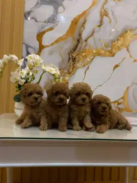 Toy poodle imut lucu terawat