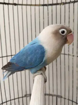 Burung lovebird betina cantik biola blue jooosss