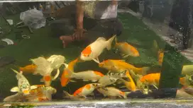 Jual Ikan Koi berbagai ukuran 20 sd 40 cm