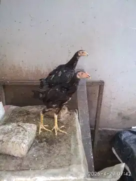 Jual ayam bangkok