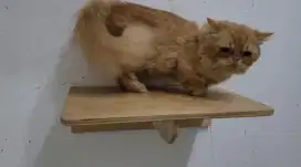 (PCB Sidoarjo) kucing munchkin jantan 1 tahun