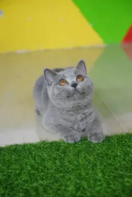 Kucing british shorthair bsh british shorthair