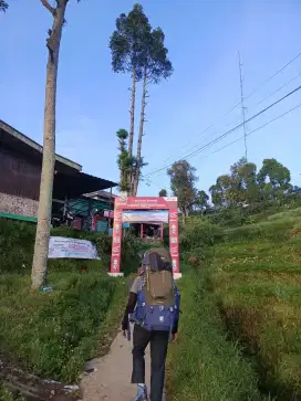 Jual carrier Arei Mandala gen 2 60L