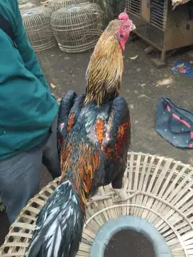 Ayam bangkokkkk
